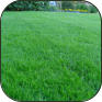 hydro seeding, spray on lawn