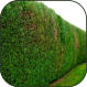 Hedge triming