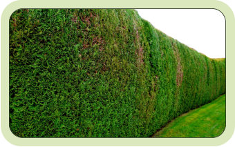 Hedge triming