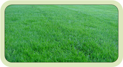 sowing new lawns